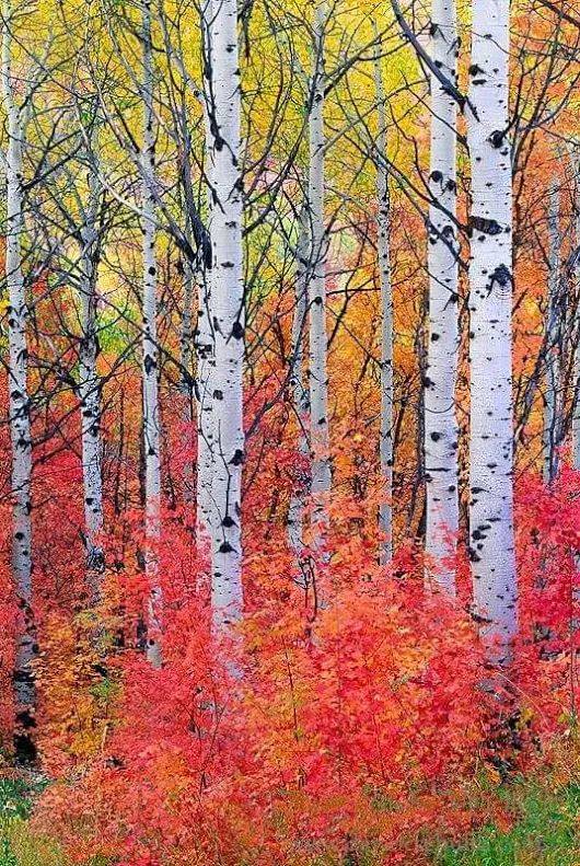 Autumn birches Catherine Slusar Buck